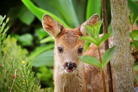 Cerf Faon Forêt Photo gratuite sur Pixabay