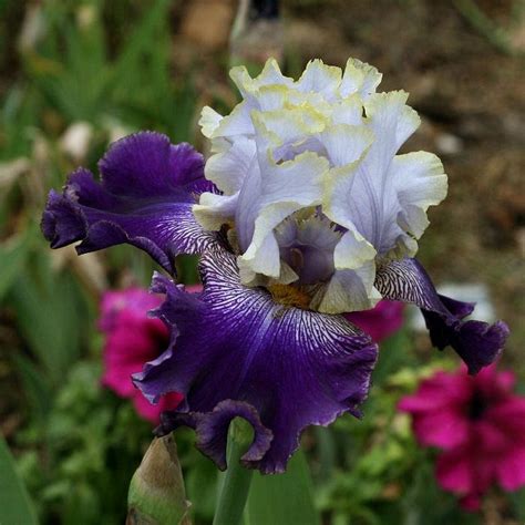 Tall Bearded Iris Iris Slovak Prince In The Irises Database