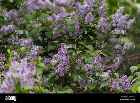 common lilac syringa vulgaris spring blooming shrub  purple