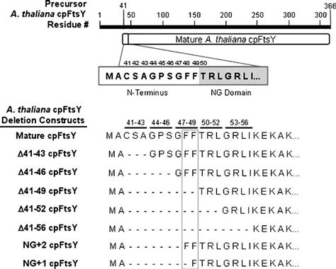 N Terminal Deletions Of Mature Cpftsy Residues The Conserved