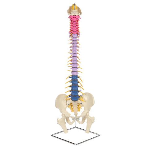 Buy Rudiger Anatomie Didactic Flexible Human Spine Life Size Spinal