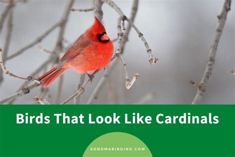 8 Birds That Look Like Cardinals But Arent Sonoma Birding