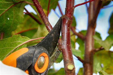 Hoe Een Appelboom Snoeien Onze Beste Tips