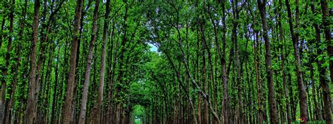 Spruce-fir forests 4K wallpaper download