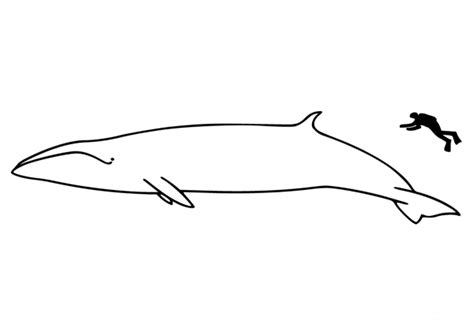 Sei Whale Size coloring page - ColouringPages