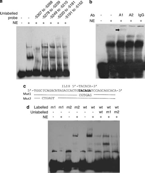 Identification Of HNRNPA1 Binding Sites In The IL 6 Promoter A