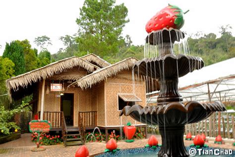 Genting Strawberry Leisure Farm Fun Place For Strawberry Lovers