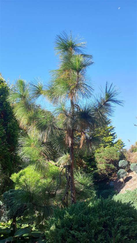 Pinus Palustris