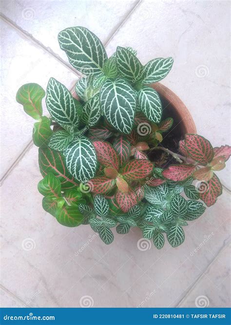 Fittonia verschaffeltii stock image. Image of like, green - 220810481