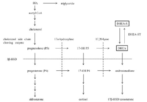 Synthesis pathway of DHEA and DHEA-S | Download Scientific Diagram