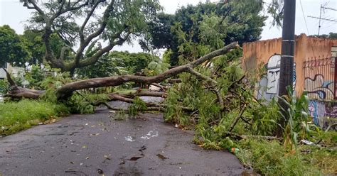 G Chuva Forte Derruba Rvores Em Araraquara Sp Diz Defesa Civil