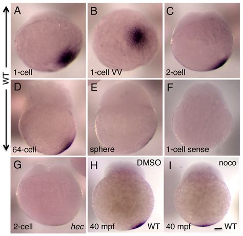 Whole Mount In Situ Hybridization Analysis Of The Expression Of