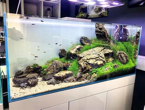 Large Iwagumi Tank Scape Layout Aquascape Design Aquarium Landscape