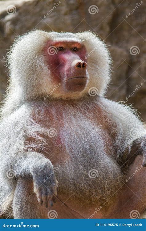 A Baboon Sitting Staring with Angry Face on 3rd April 2018 Stock Image ...