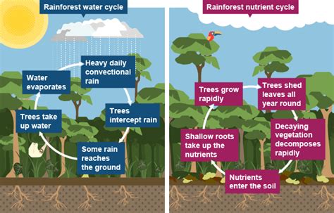 Nutrient Cycling - Amazon rainforest