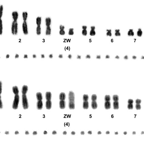 Karyotype Evolution Of Representative Amniotes A Multi Karyotype Download Scientific Diagram