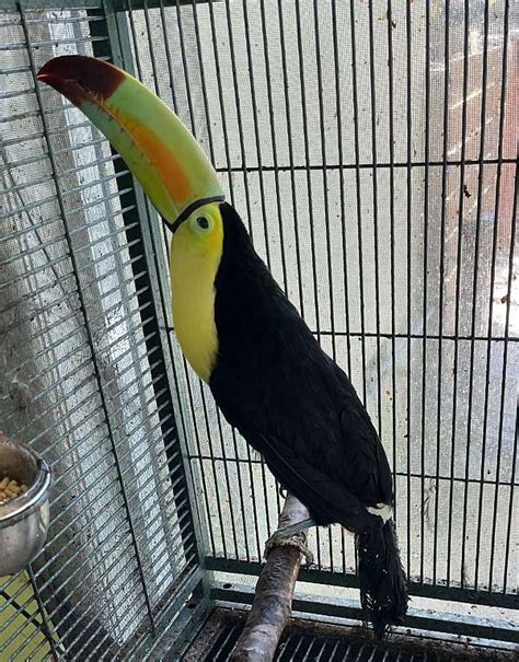 Toco Toucan - best place to buy parrots same day delivery