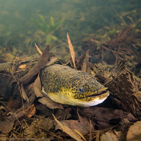 Australian Lungfish Mary River Turtle And Long Finned Eel Freshwater