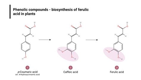 Phenolic Compounds: p-Coumaric, Caffeic, and Ferulic Acid | BioRender ...