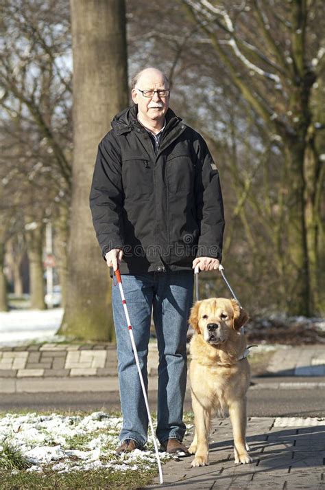 Guide Dog Is Helping A Blind Man Stock Photo Image Of Rescue