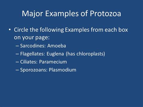 Kingdom Protista Use with Kingdom Journal pgs ppt download