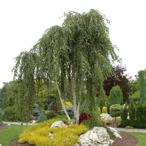 Betula Pendula Erica Garden