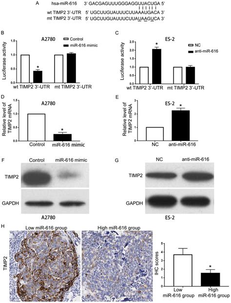 Microrna Promotes The Progression Of Ovarian Cancer By Targeting Timp