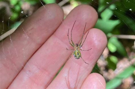 New Study Reveals That Tree Species Diversity Increases Spider Density