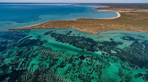 shark bay australia