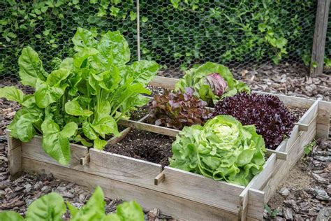 How to Plan a Square Foot Garden to Grow Your Favorite Veggies