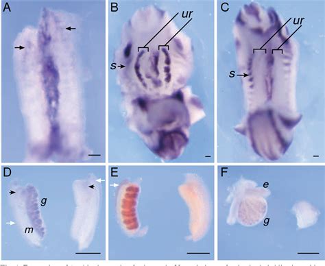 Figure 1 From A Male Specific Role For SOX9 In Vertebrate Sex