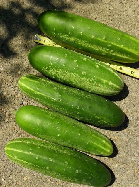 Cucumber - Straight Eight - St. Clare Heirloom Seeds