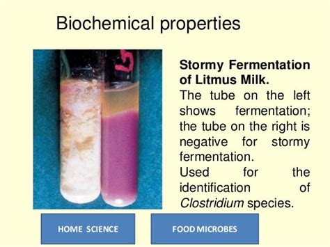 Food Microbes