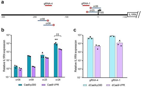 Targeted Ecocascade Mediated Transactivation Can Be Achieved By