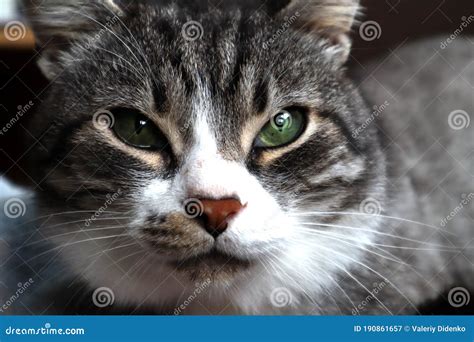 Muzzle Of A Gray Black Cat Stock Image Image Of Alone 190861657