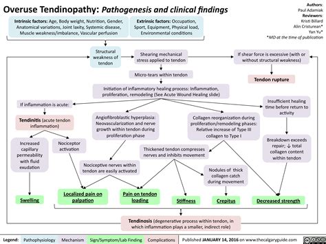 Overuse Tendinopathy: Pathogenesis and clinical findings | Calgary Guide