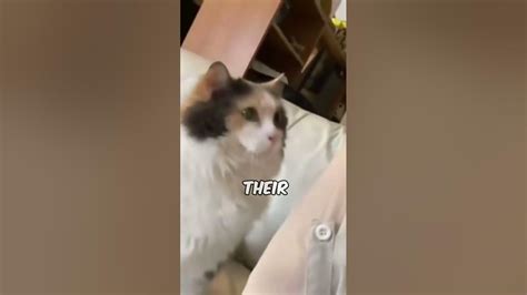 Needy Cat Nudges Its Owner For Attention Youtube