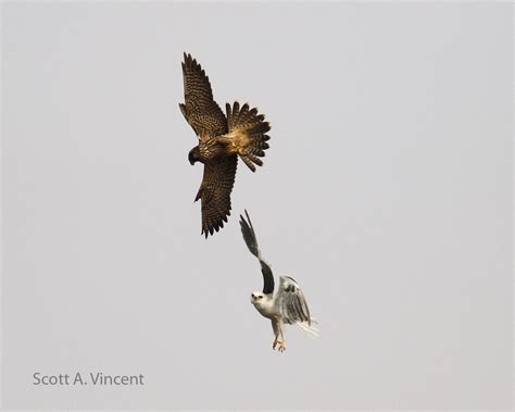 More White-tailed Kite fighting Peregrine Falcon - Connecticut Audubon ...