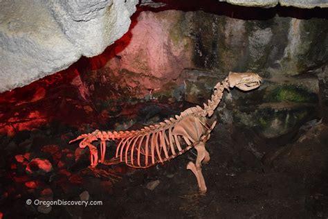 Sea Lion Caves - Nature's Spectacle in America's Largest Sea Cave ...