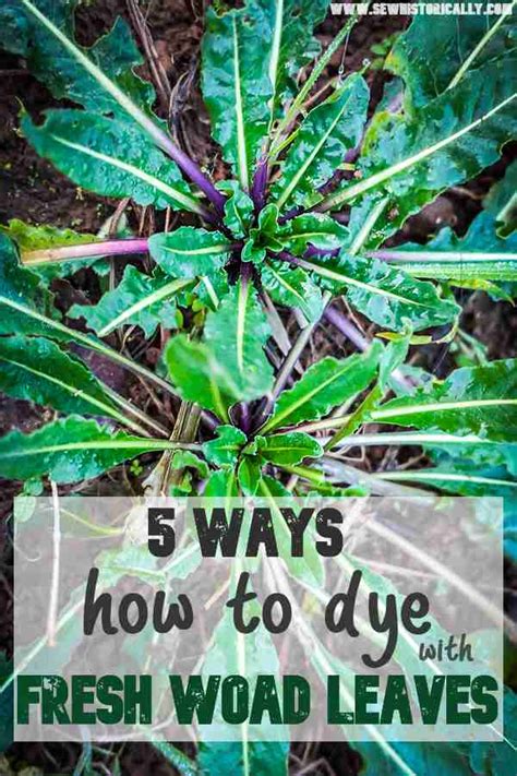 5 Ways How To Dye With Fresh Woad Leaves - Sew Historically