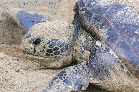 産卵で涙を流すウミガメの写真素材 ぱくたそ