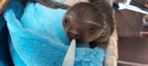 How are baby sloths born? - Green Heritage Fund Suriname