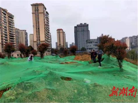 违规菜地全清理 春日复绿正当时 街道动态 新湖南