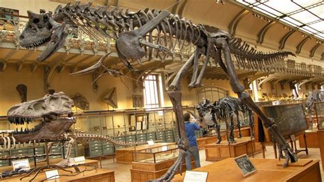 Carnotaurus And T Rex At The Paleontology Gallery Museum National D