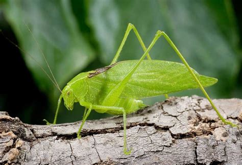 Pink Katydid (Oblong-winged Katydid): The Rare and Remarkable - Odd Facts