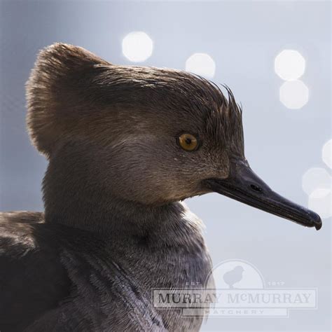 Murray McMurray Hatchery - Hooded Merganser Ducks