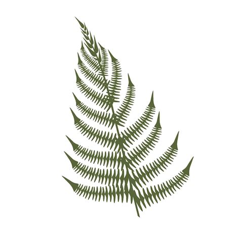 Premium Vector Fern Leaf On White Background Blooming Fern Isolate