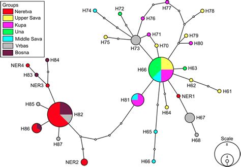 Haplotype Network Of Cytochrome B Sequences Of Alburnoides Sp Sensu