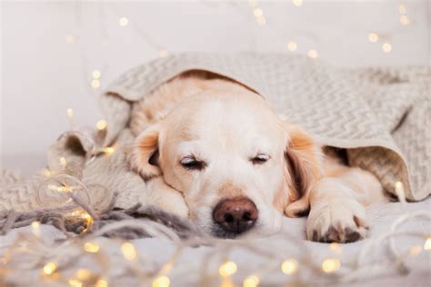 Mit Eierlikör den Hund an Silvester beruhigen Wir klären auf