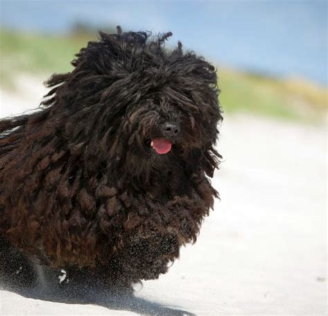 5 Best Dog Breeds For Women: Companions For A Lady's Life!